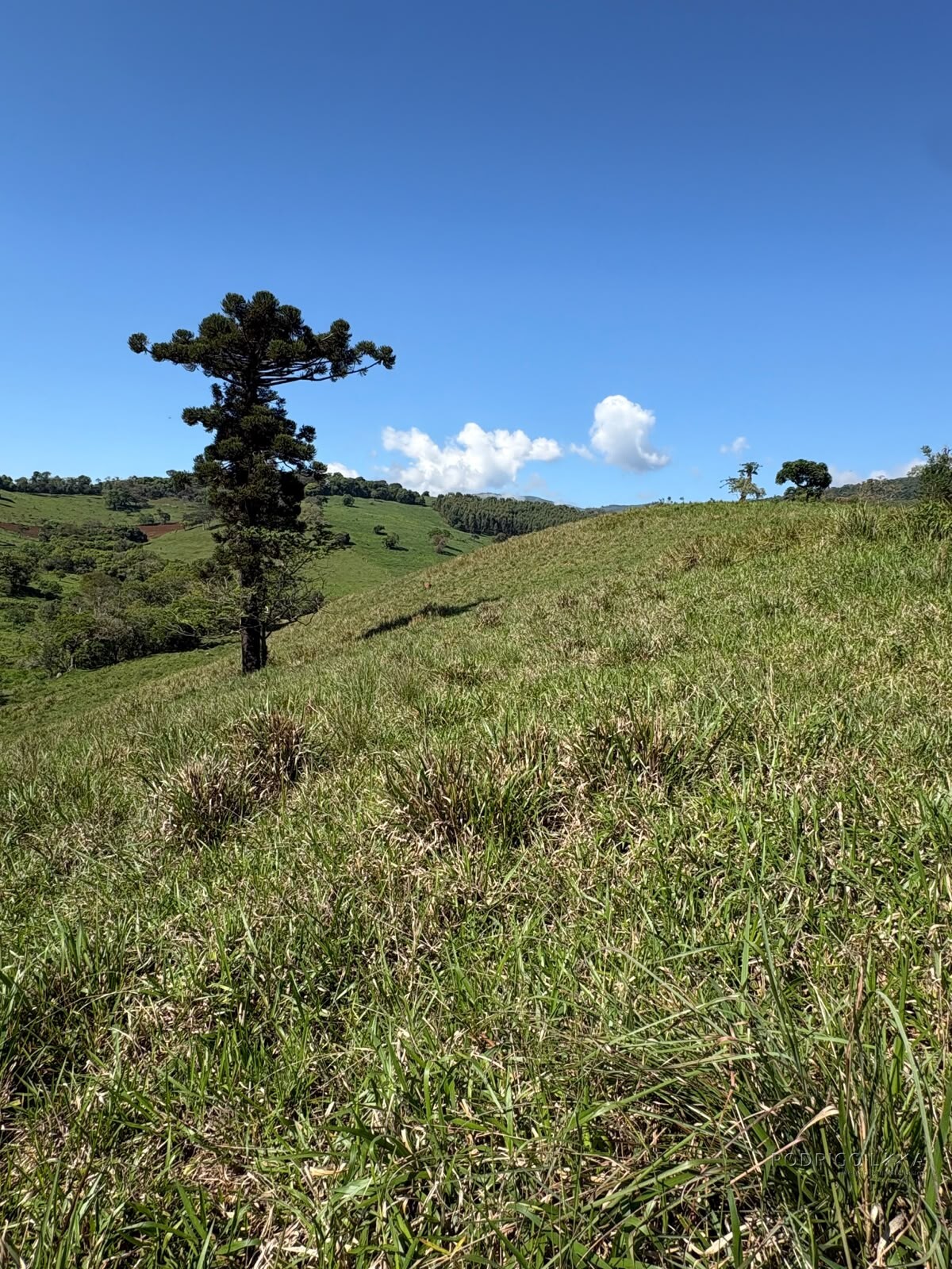 Terreno rural para venda em Dom Viçoso MG