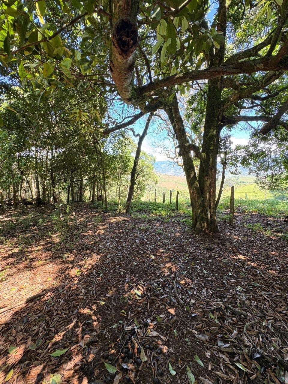Terreno Rural para venda em Dom Viçoso MG