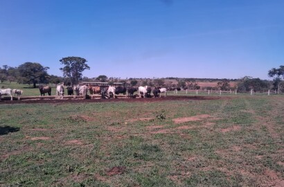Fazenda para venda em Curvelo Mg