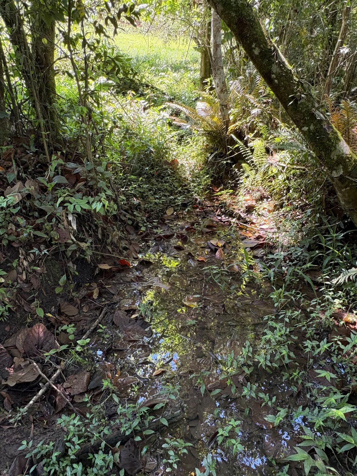 Terreno Rural para venda em Dom Viçoso MG