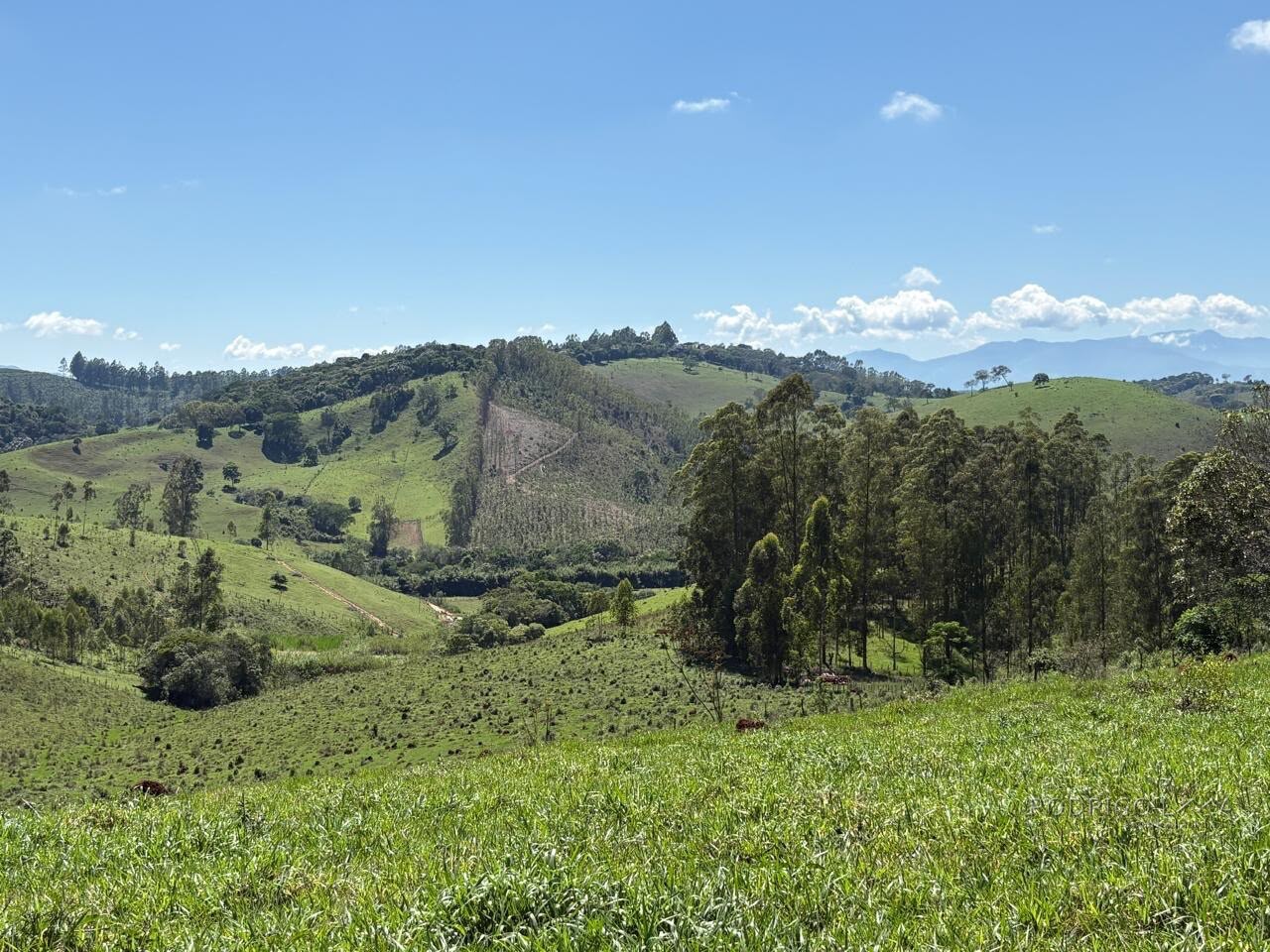 Terreno Rural para venda em Dom Viçoso MG