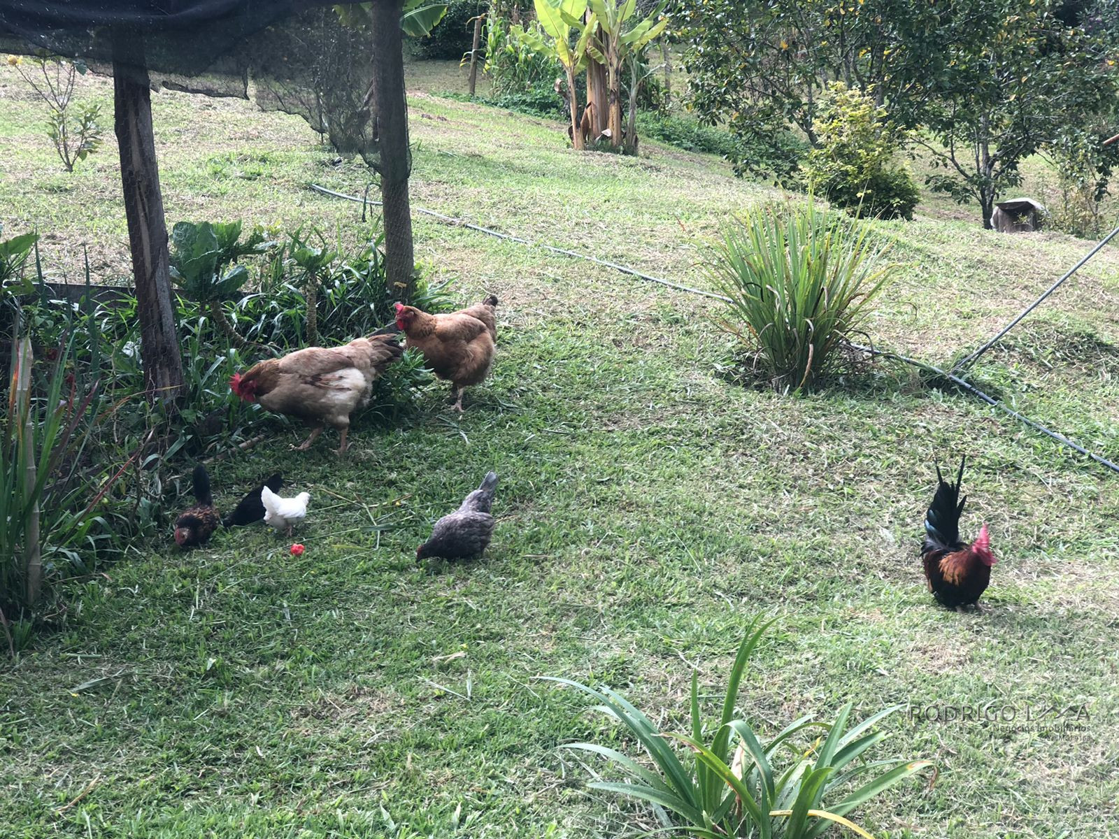 Lindo Sítio para venda em Itamonte - MG.