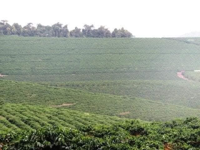 Linda fazenda para venda em Bom Sucesso MG.