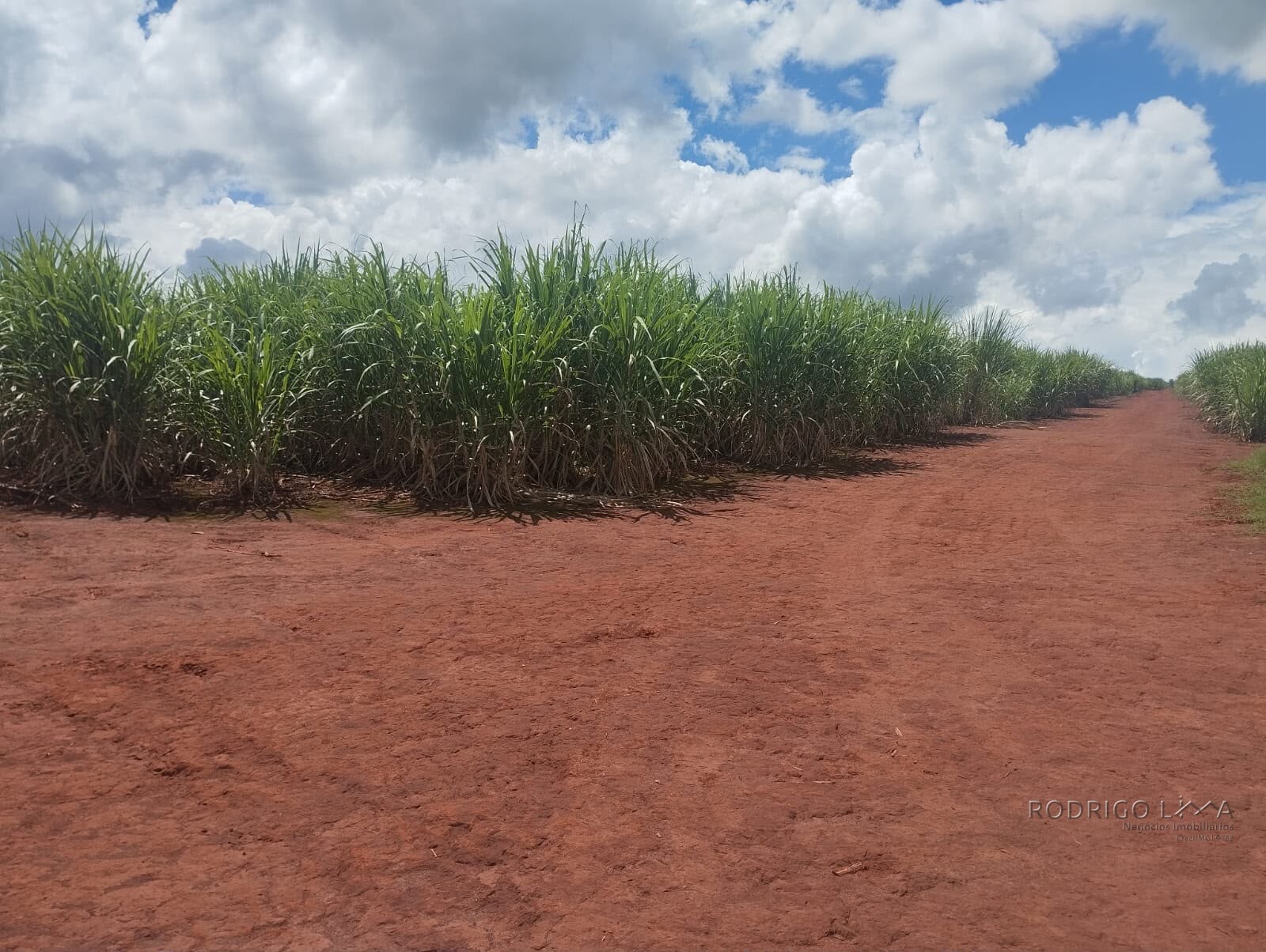 Fazenda para venda na região de Cajuru SP