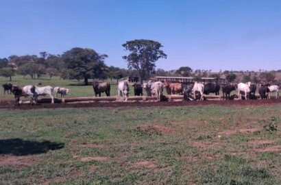 Fazenda para venda em Curvelo Mg