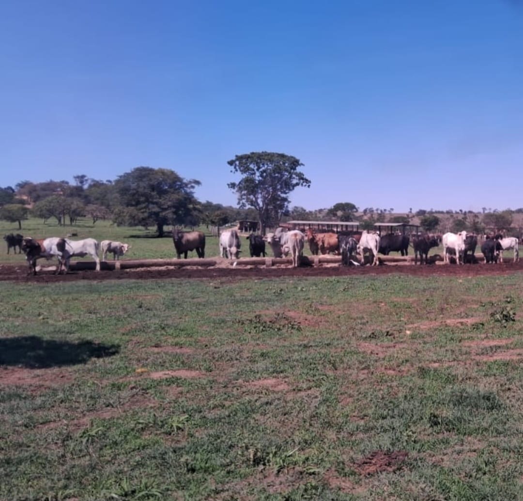 Fazenda para venda em Curvelo Mg