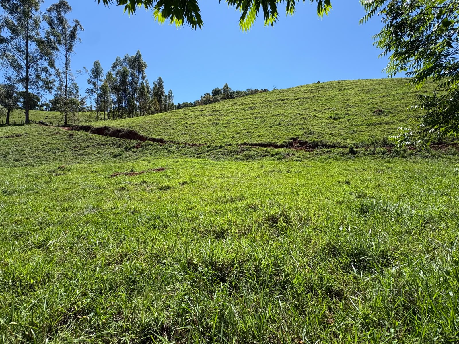 Terreno Rural para venda em Dom Viçoso MG