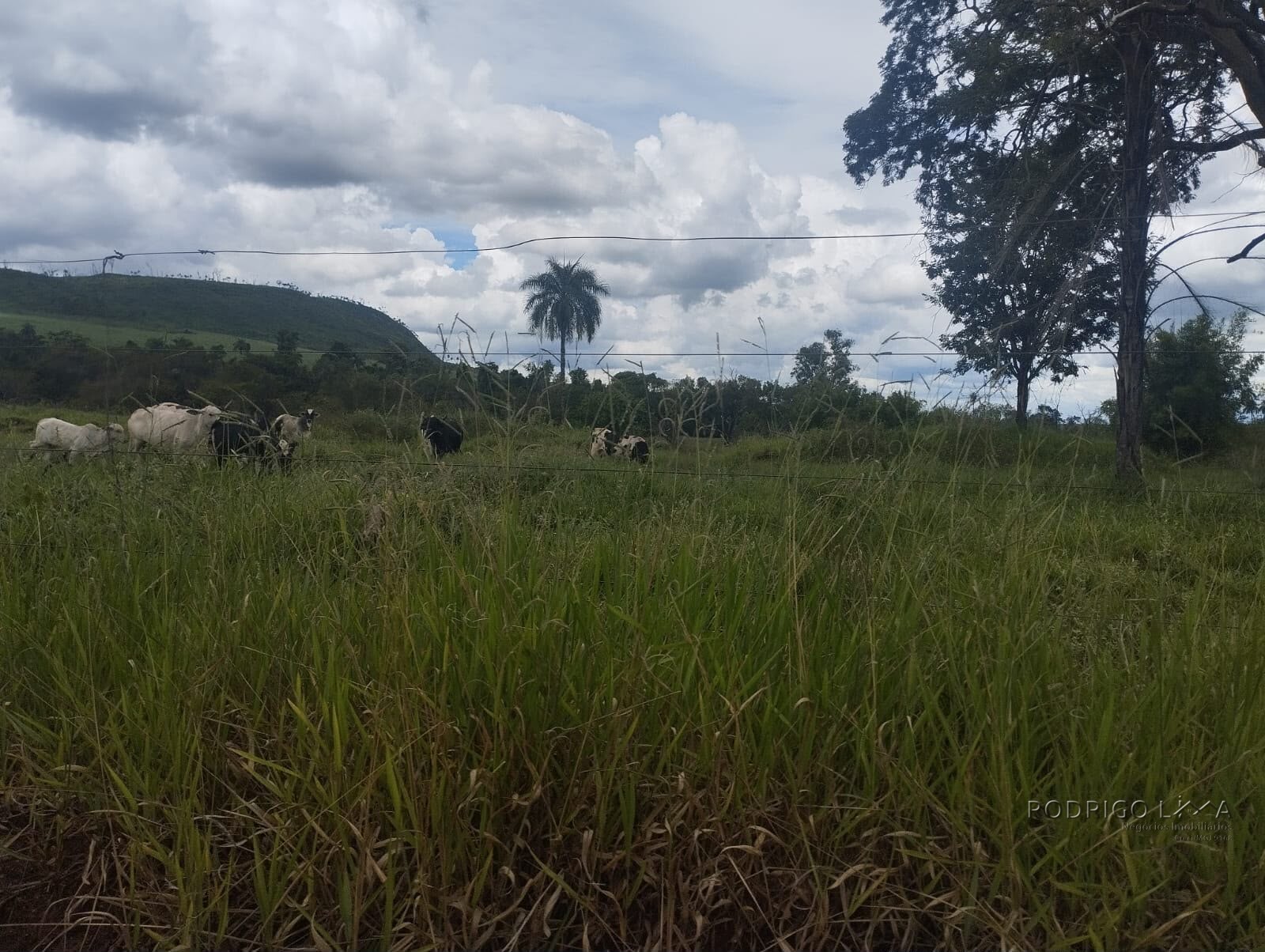 Fazenda para venda na região de Cajuru SP