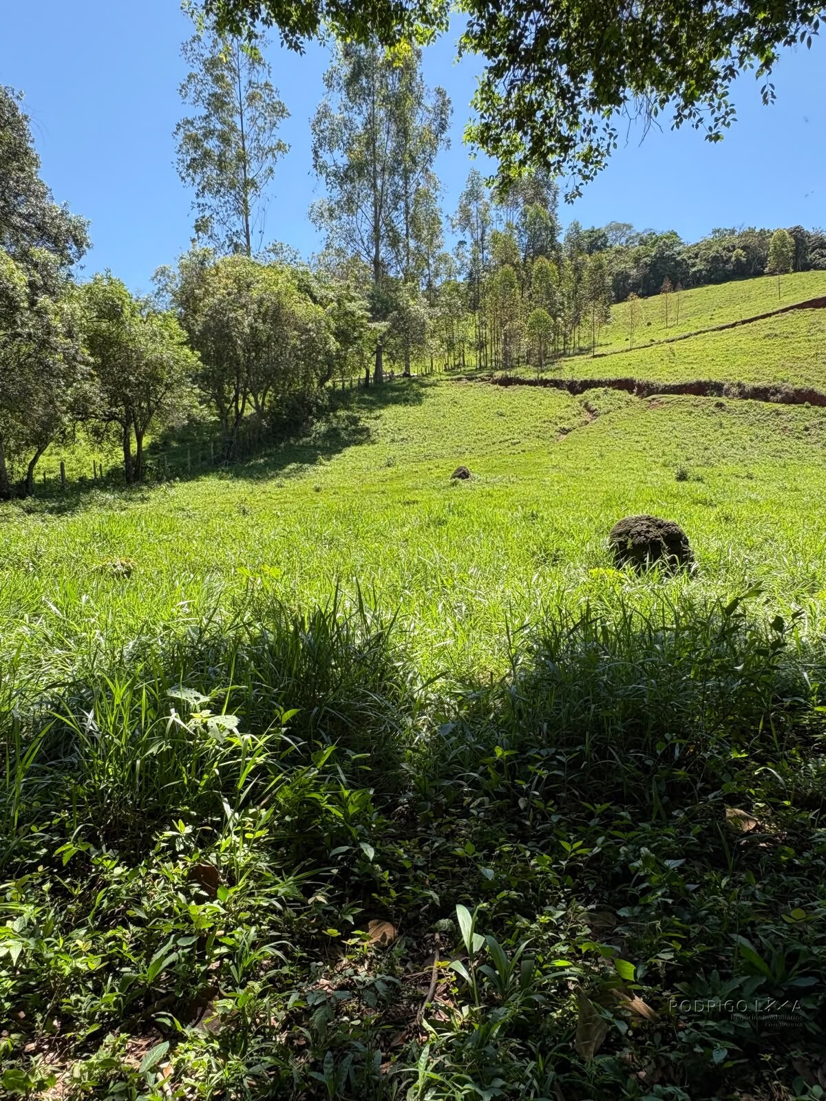 Terreno Rural para venda em Dom Viçoso MG