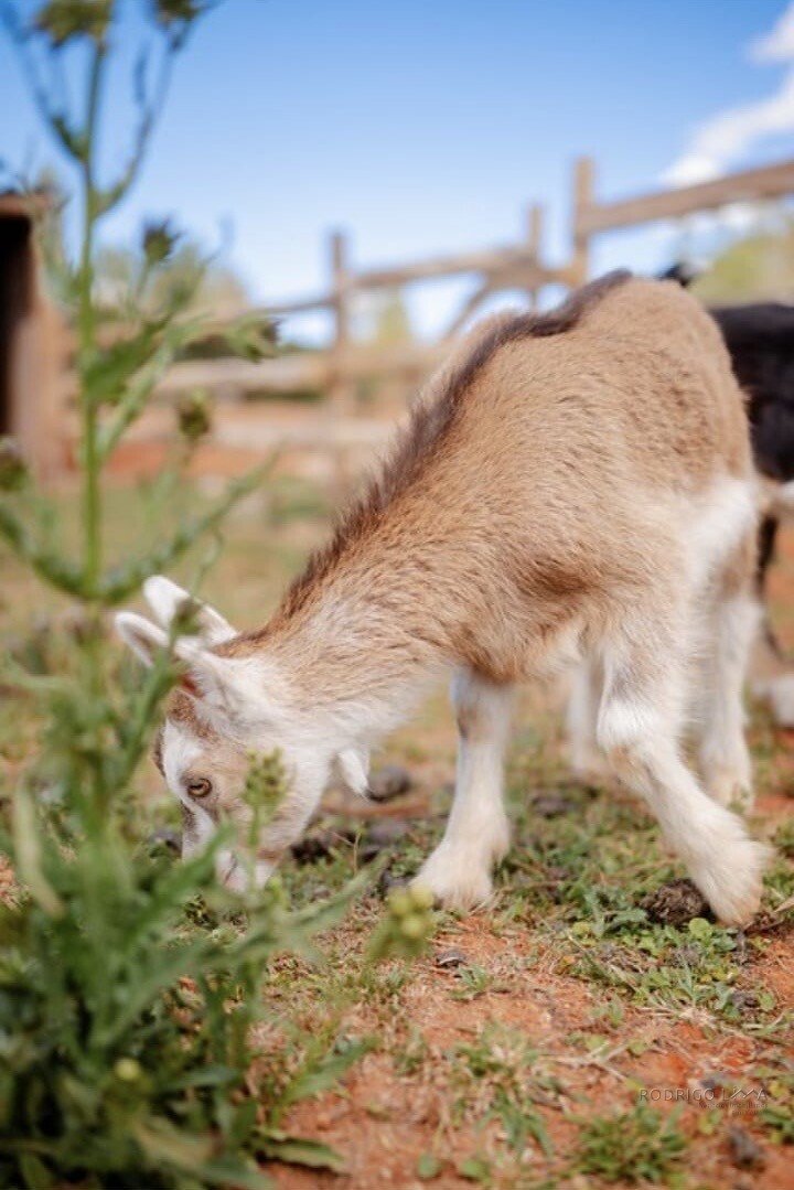 Lindo Sitio para venda próximo a São Lourenço - MG