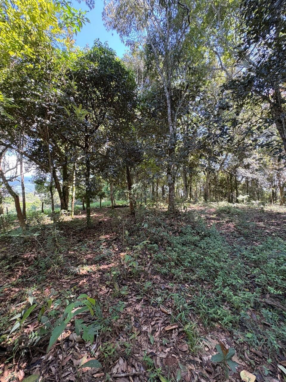 Terreno Rural para venda em Dom Viçoso MG