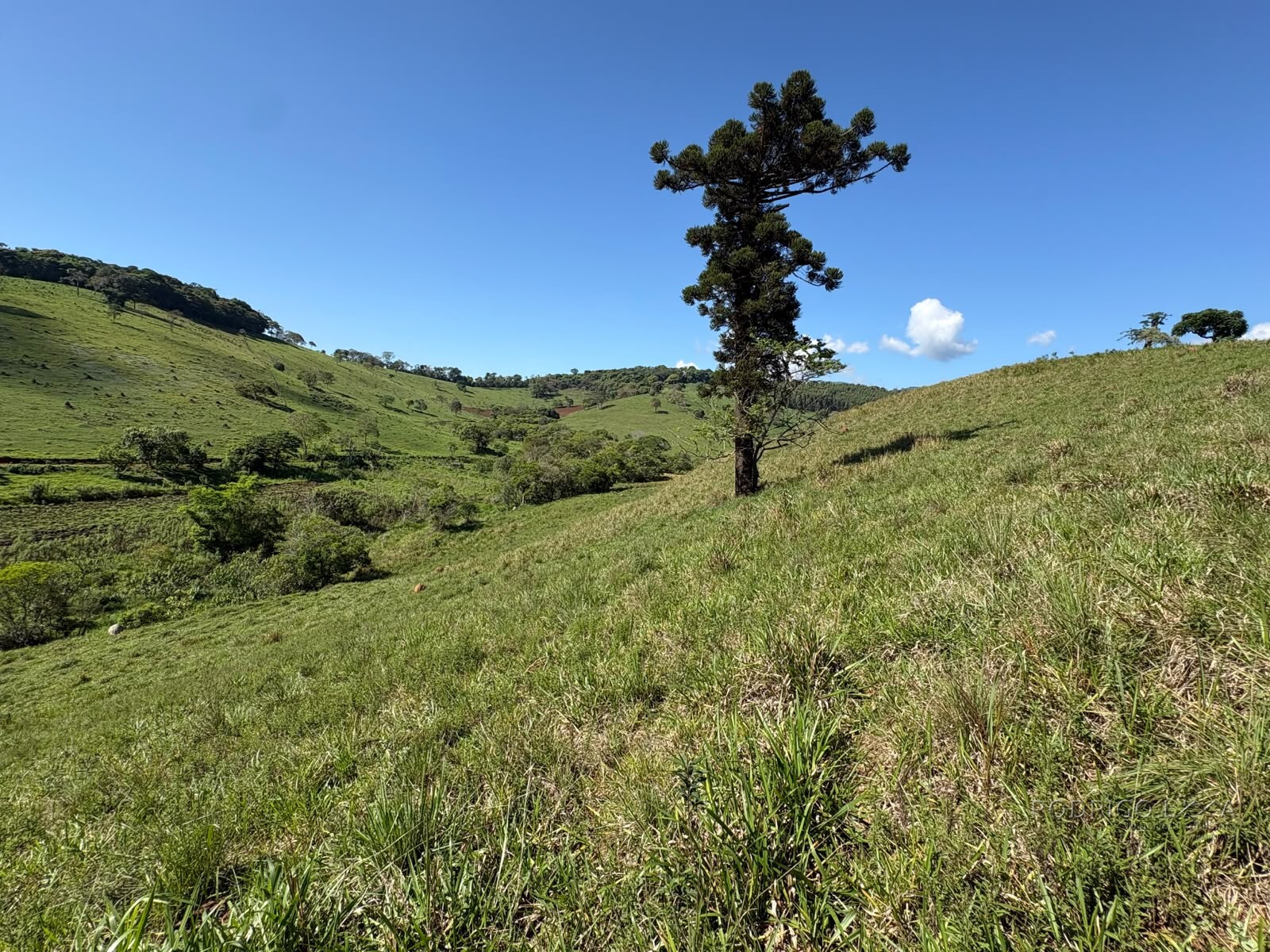 Terreno rural para venda em Dom Viçoso MG