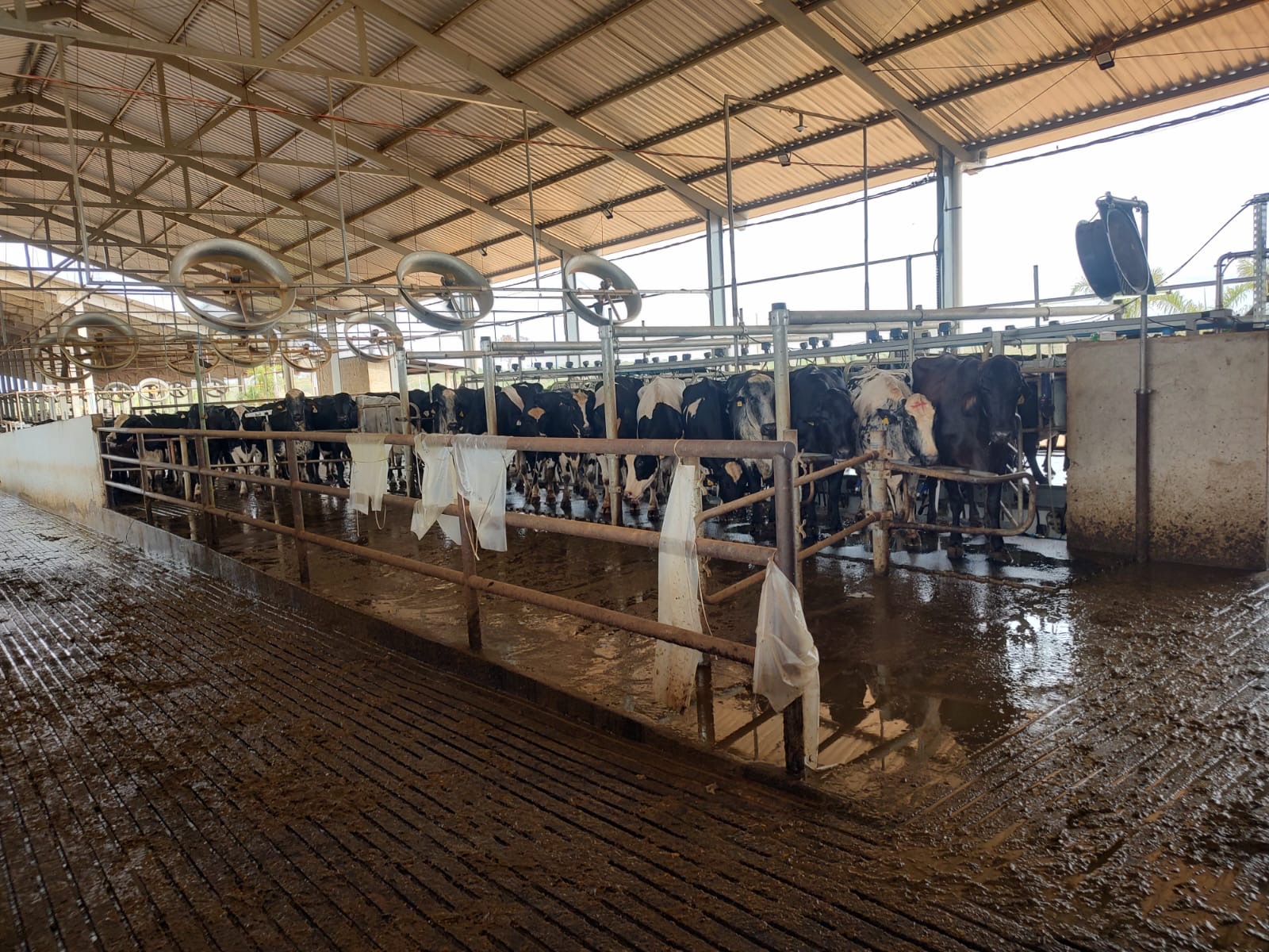 Fazenda para venda em Curvelo Mg