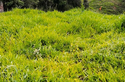 Sitio para venda próximo a São Lourenço - MG.