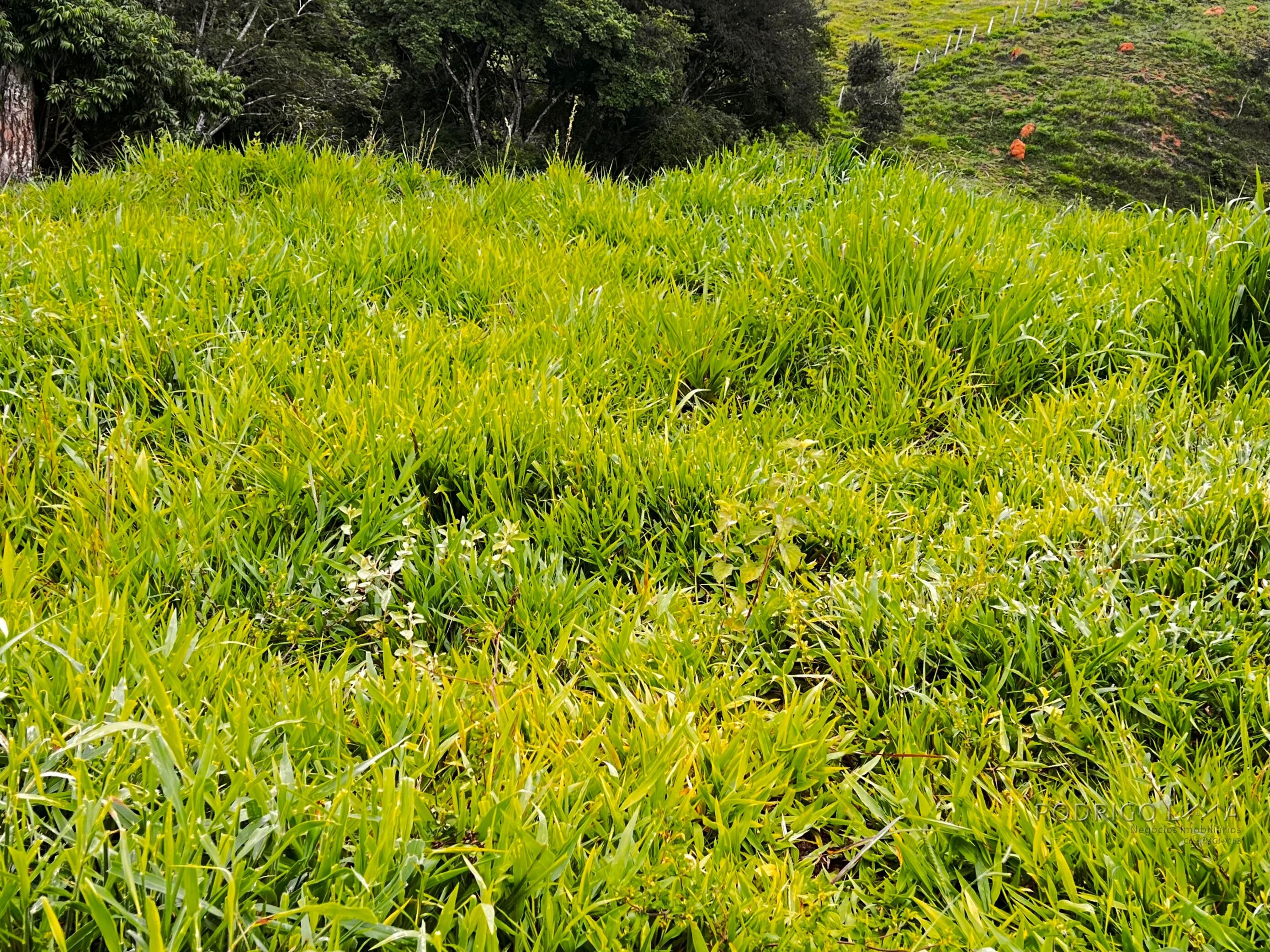 Sitio para venda próximo a São Lourenço - MG.
