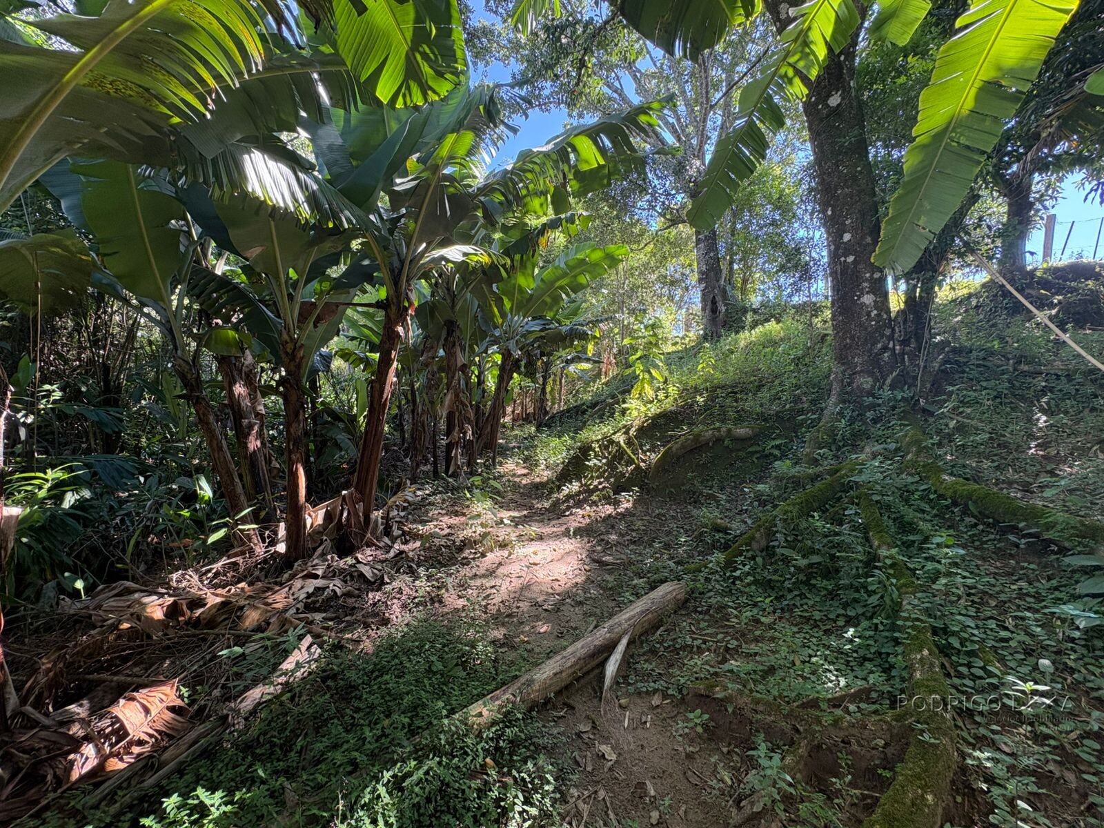 Chácara para venda em Dom Viçoso MG