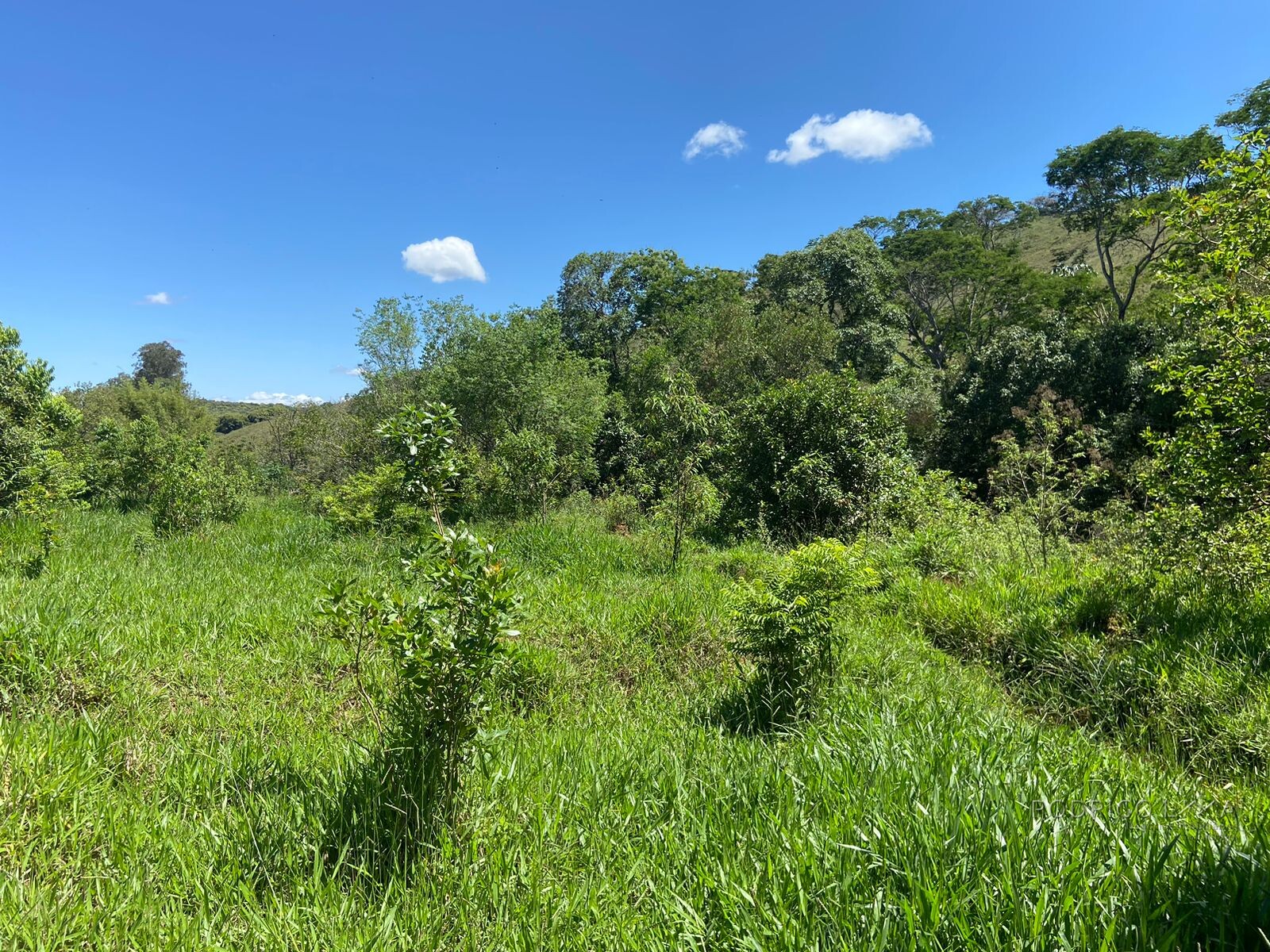 Ótima área rural para venda em Dom Viçoso MG