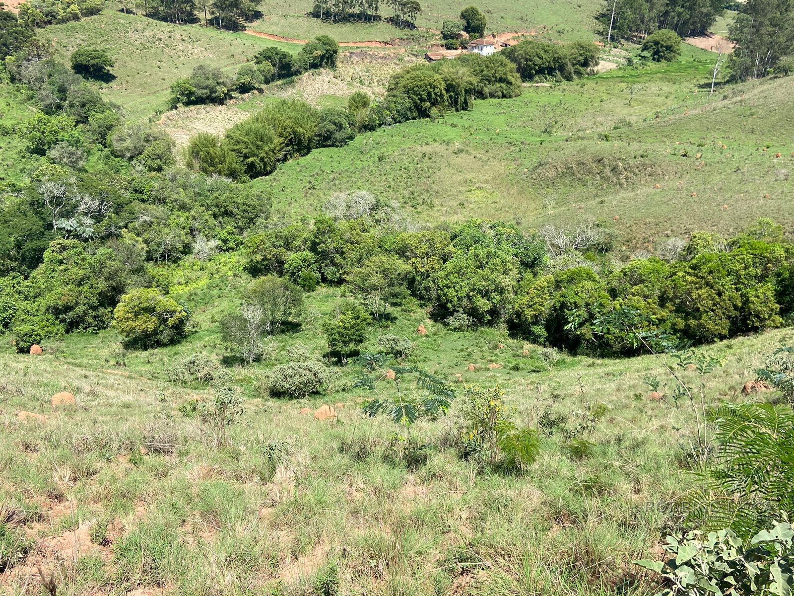 Ótima área rural para venda em Dom Viçoso MG