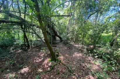 Ótima área rural para venda em Dom Viçoso MG