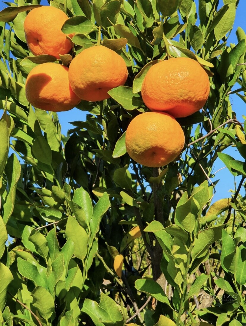 Linda fazenda para venda em Três Corações - MG