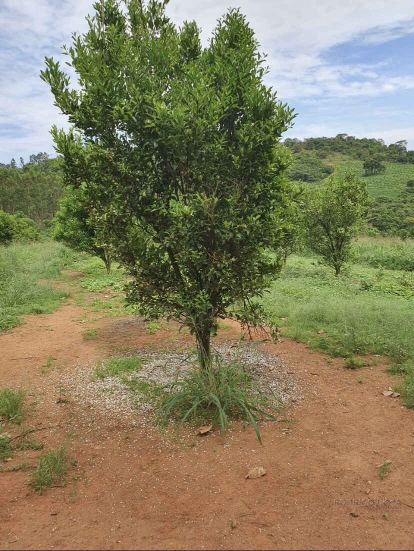 Linda fazenda para venda em Três Corações - MG