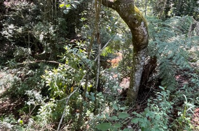 Chácara para venda 20 minutos de São Lourenço MG