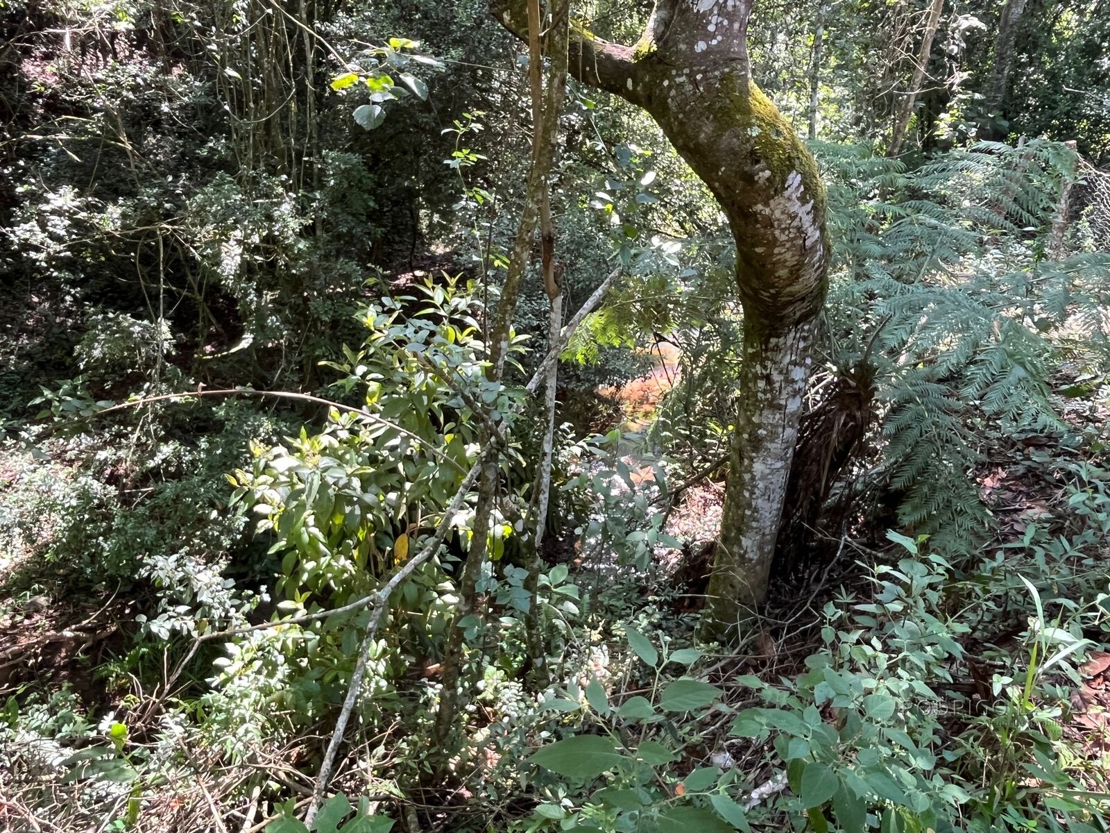 Chácara para venda 20 minutos de São Lourenço MG