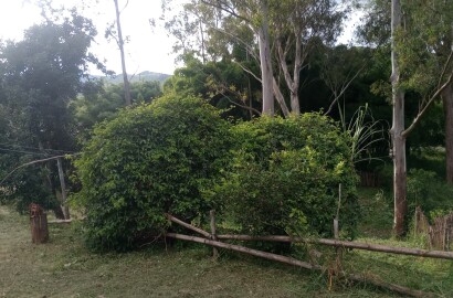 Terreno com casa para venda em Soledade de Minas MG