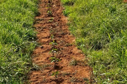 Fazenda para venda em Três Corações MG