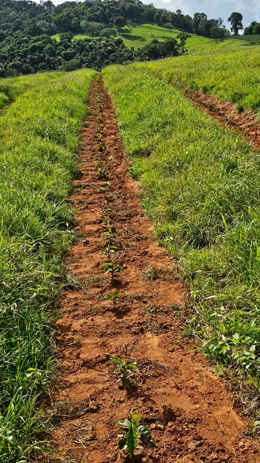 Fazenda para venda em Três Corações MG