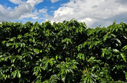 Fazenda para venda em Três Corações MG