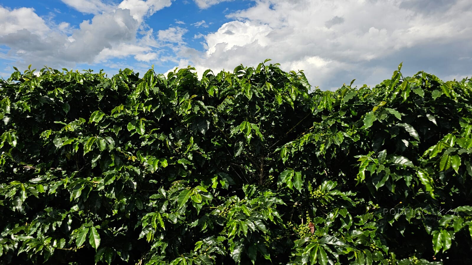 Fazenda para venda em Três Corações MG