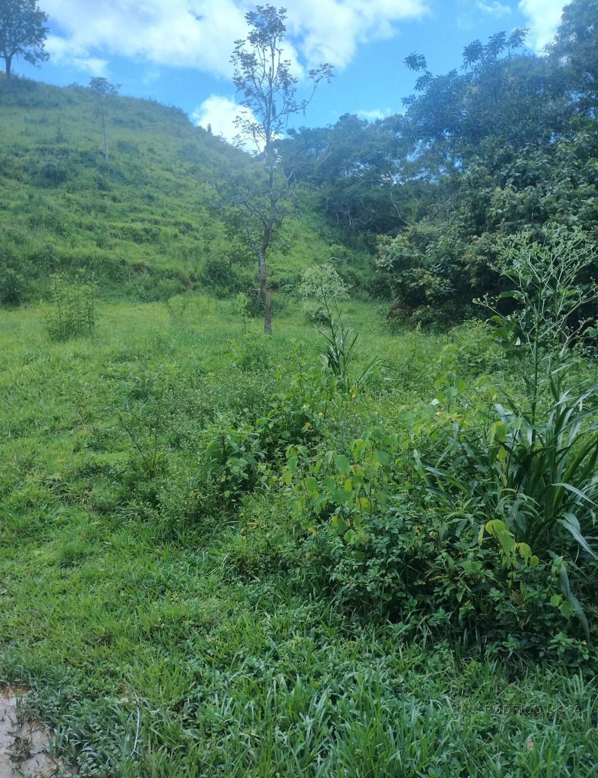 Fazenda para venda em Carvalhos MG