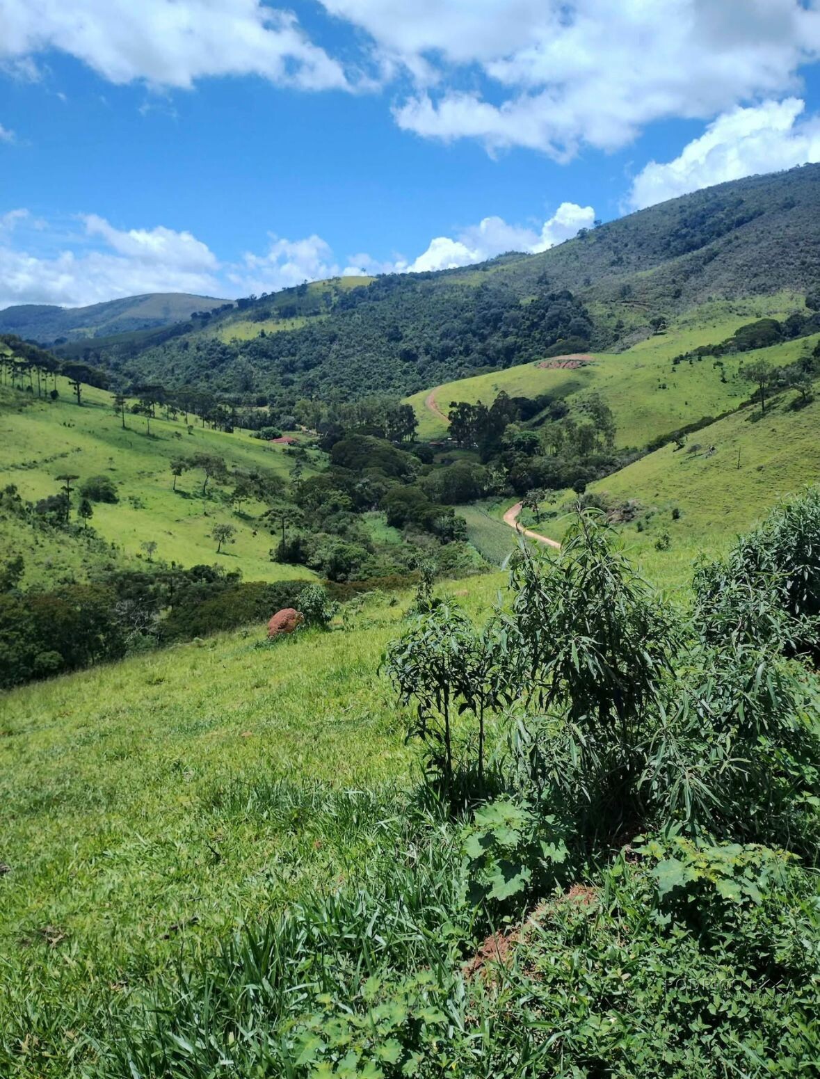 Fazenda para venda em Carvalhos MG