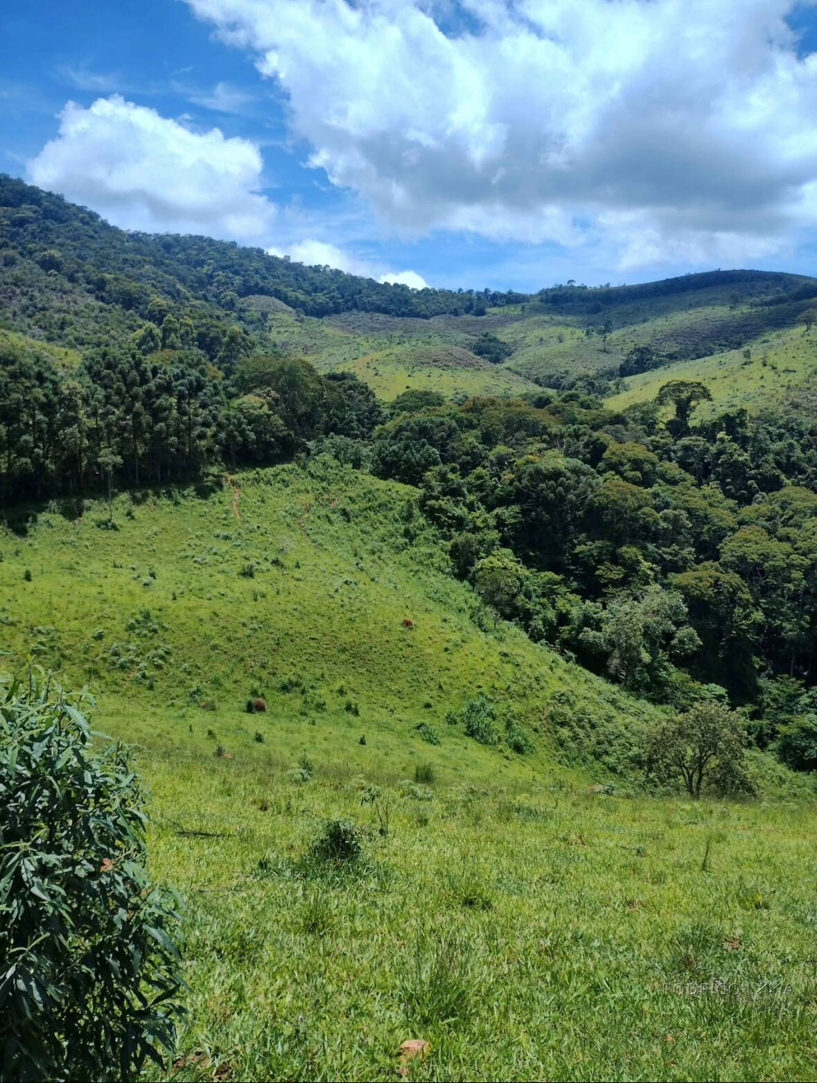 Fazenda para venda em Carvalhos MG