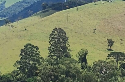 Fazenda para venda em Carvalhos MG