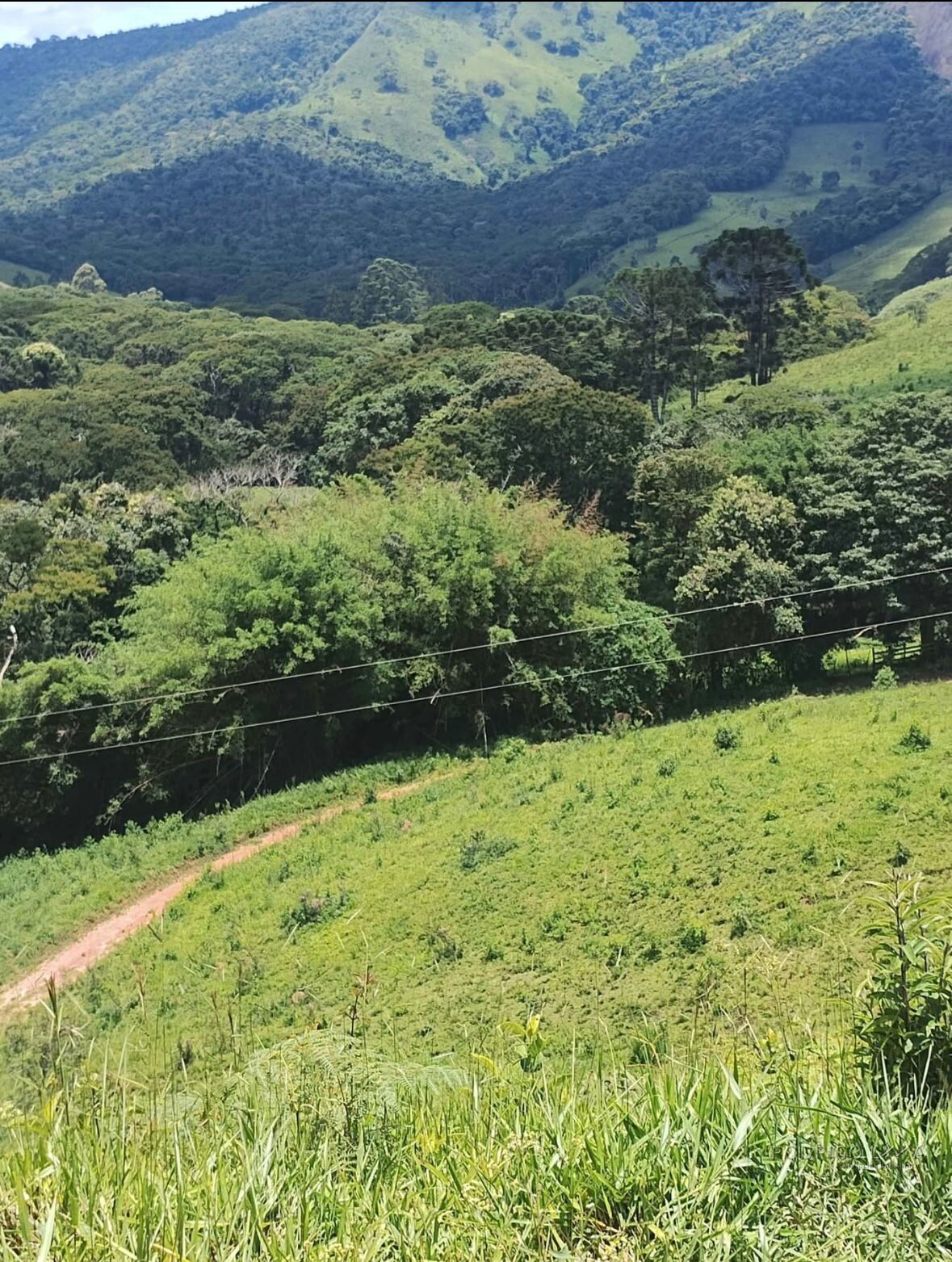 Fazenda para venda em Carvalhos MG