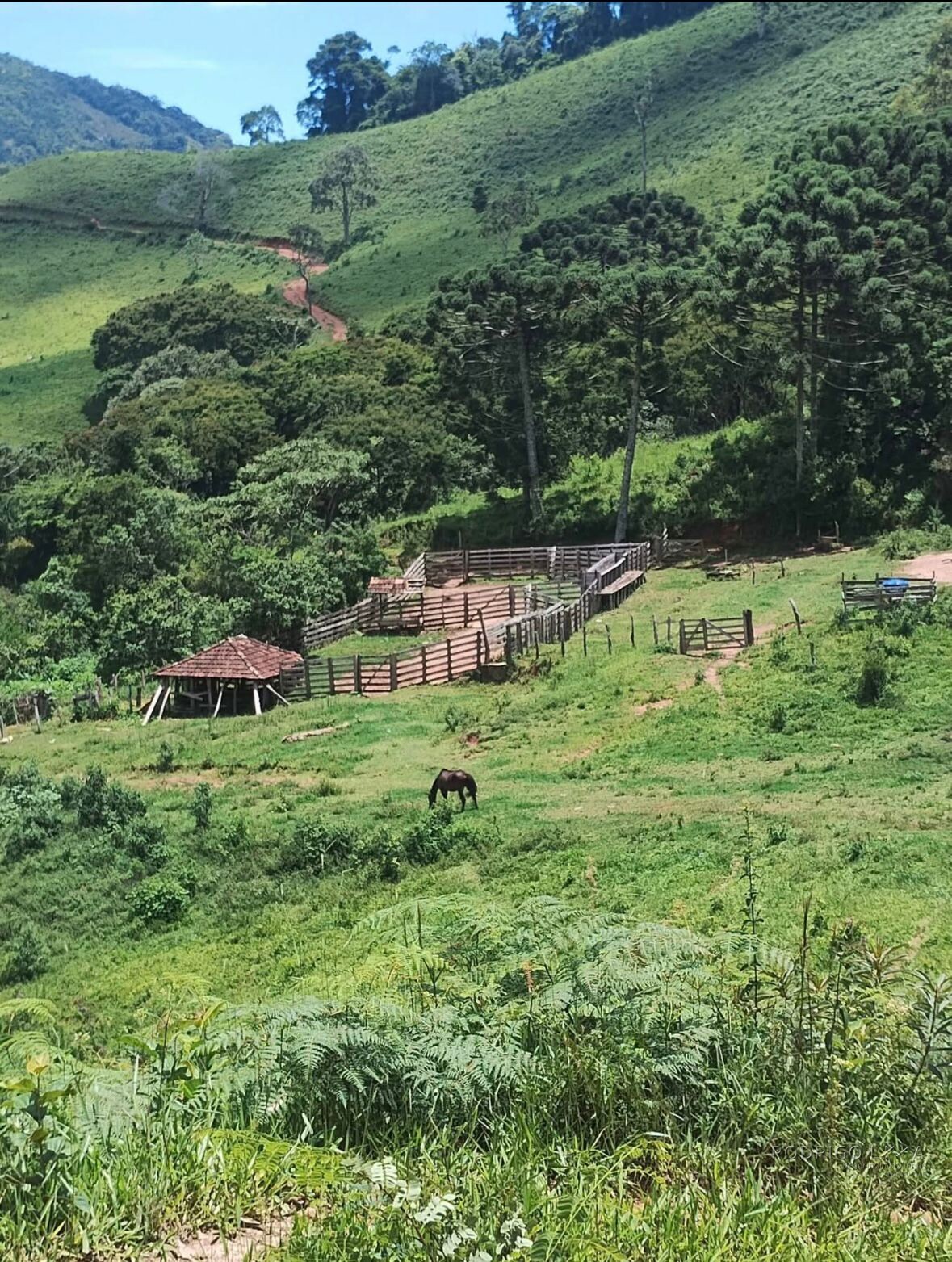Fazenda para venda em Carvalhos MG