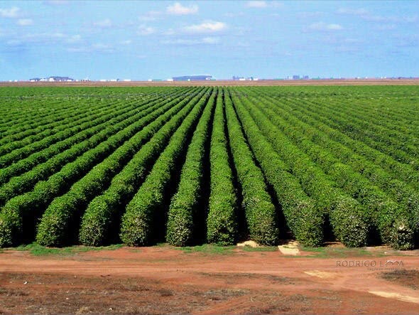 Fazenda para venda em Pirapora MG