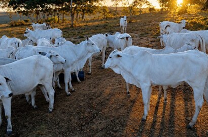 Fazenda para venda em Três Marias MG