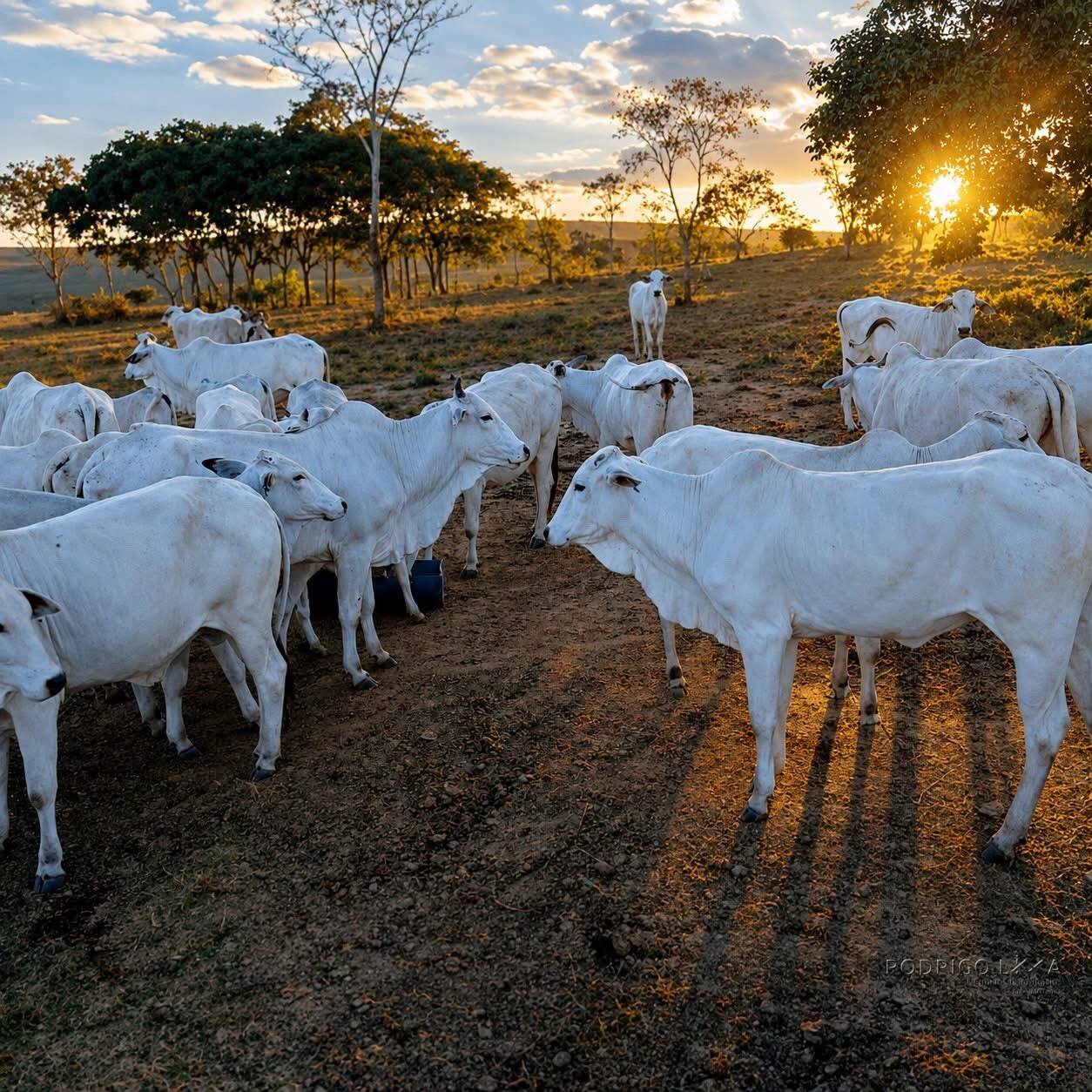 Fazenda para venda em Três Marias MG