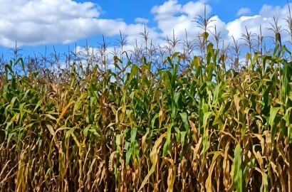 Fazenda para venda em Três Marias MG