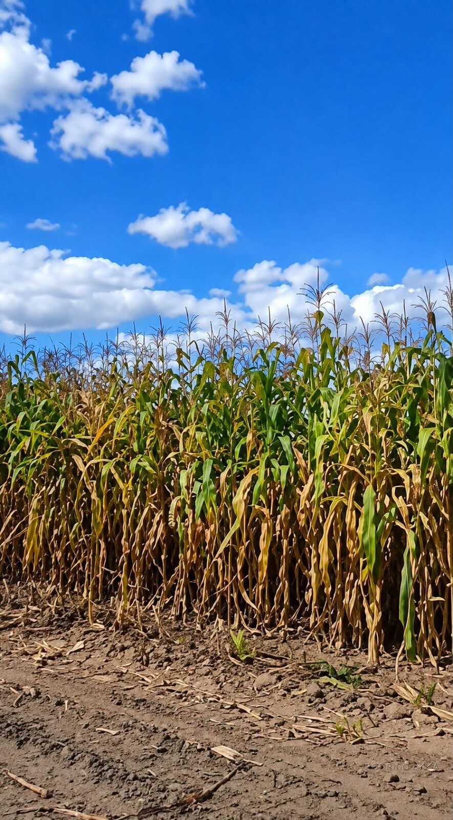 Fazenda para venda em Três Marias MG