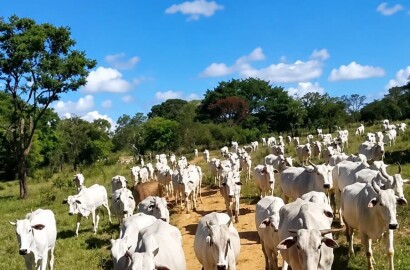 Fazenda para venda em Três Marias MG