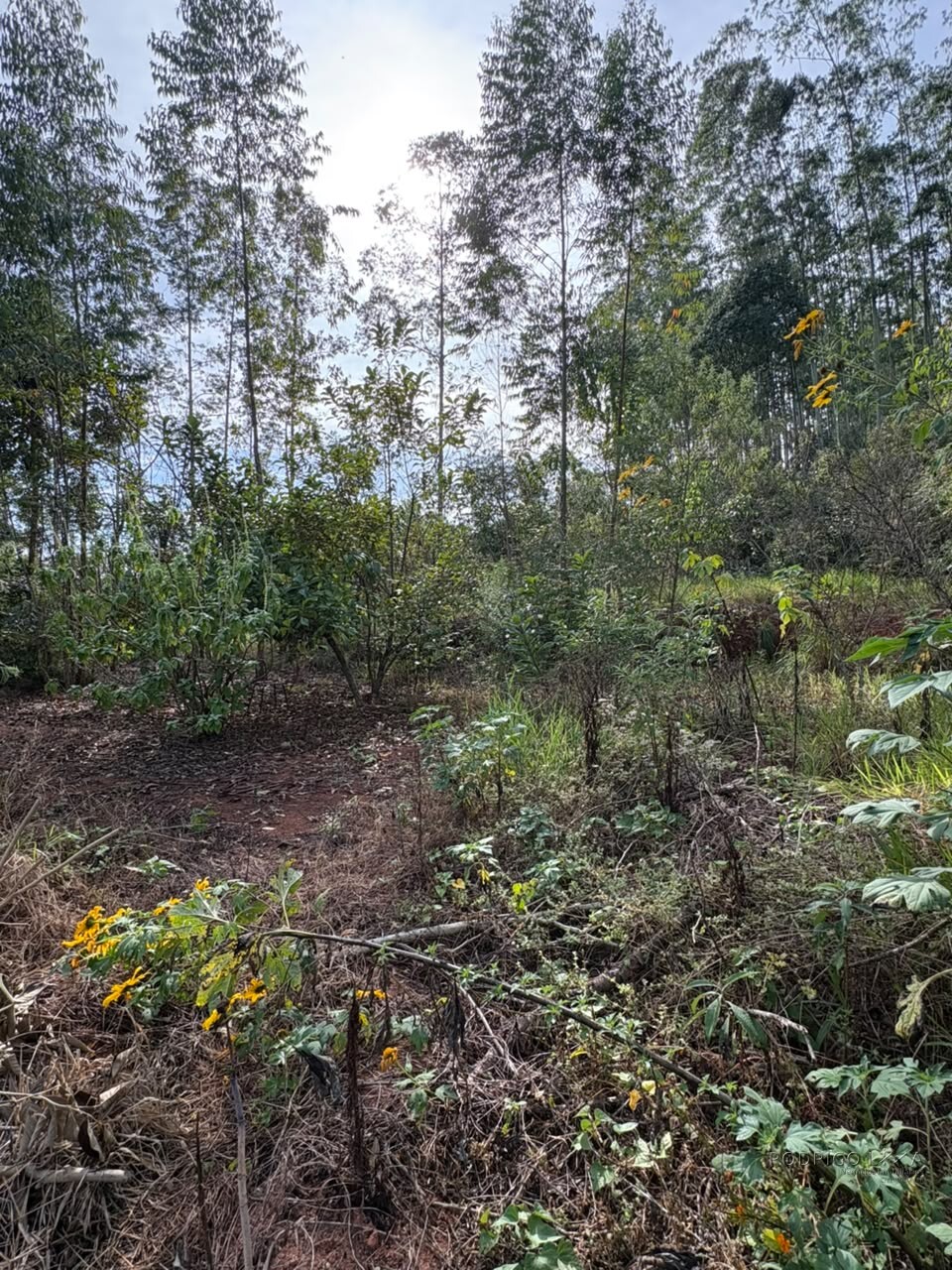 Chácara para venda em Dom Viçoso MG