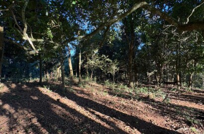 Área rural para venda em Dom Viçoso MG