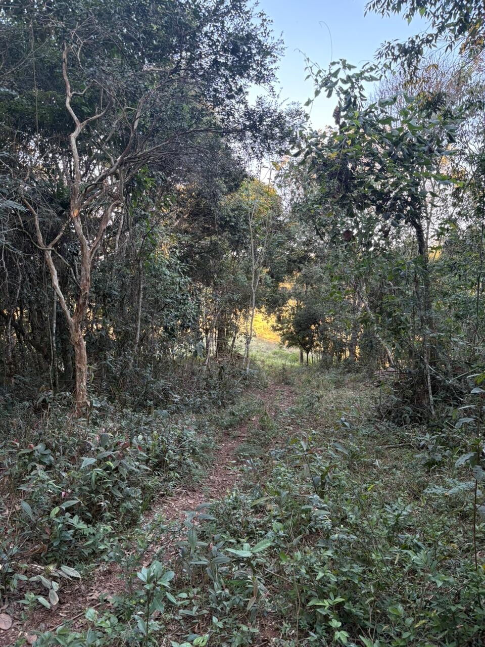 Área rural para venda em Dom Viçoso MG