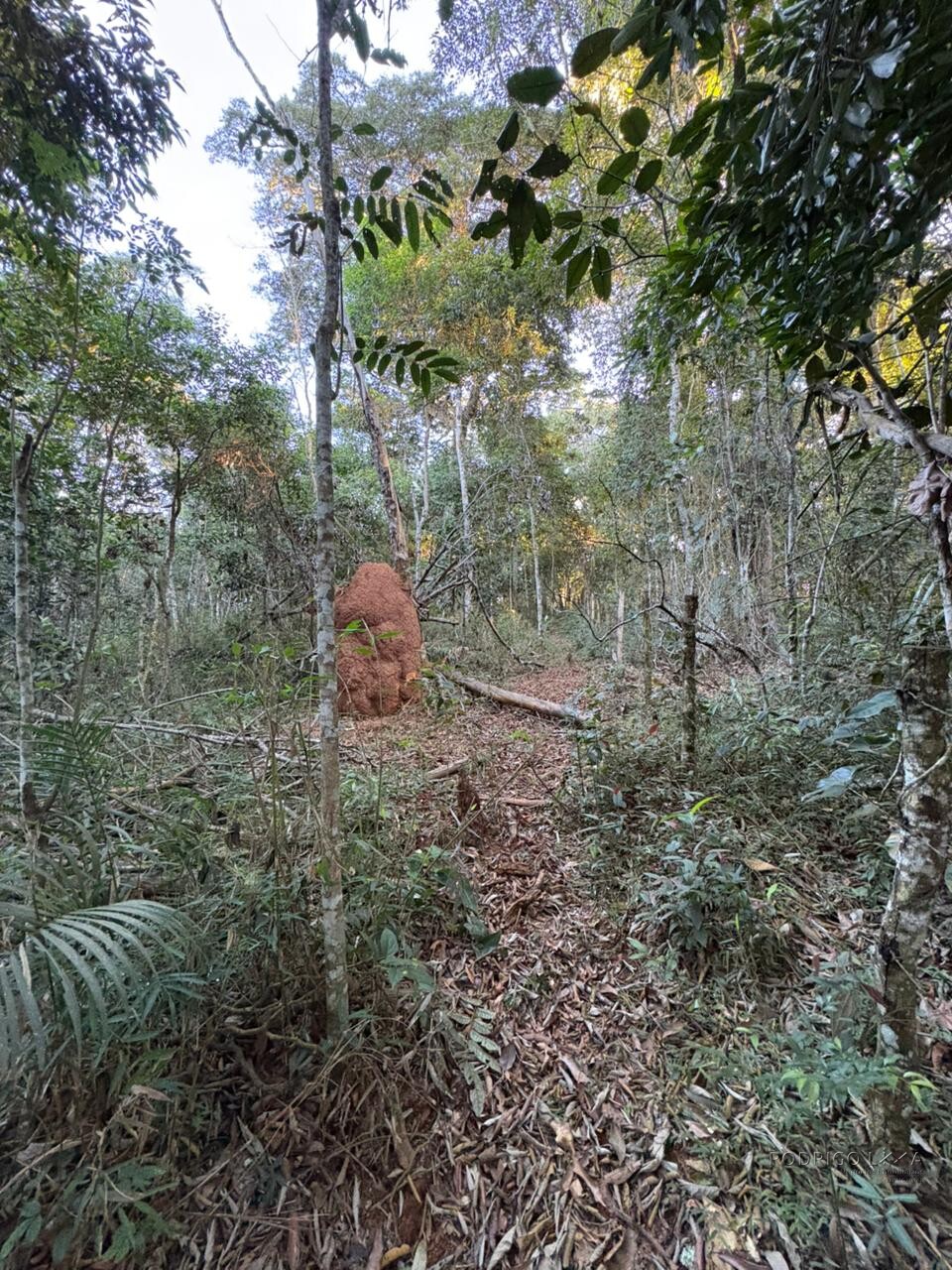 Área rural para venda em Dom Viçoso MG