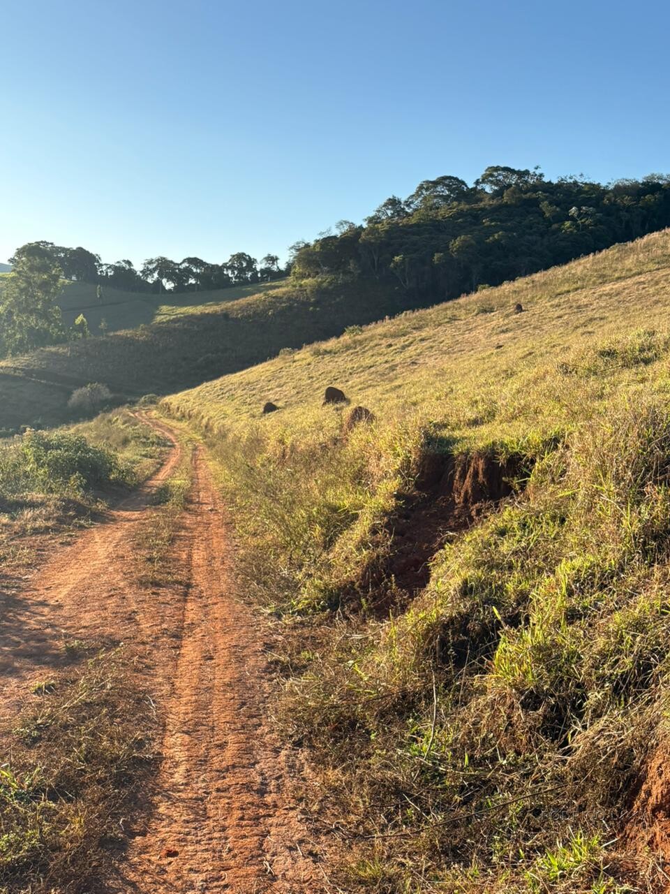 Área rural para venda em Dom Viçoso MG