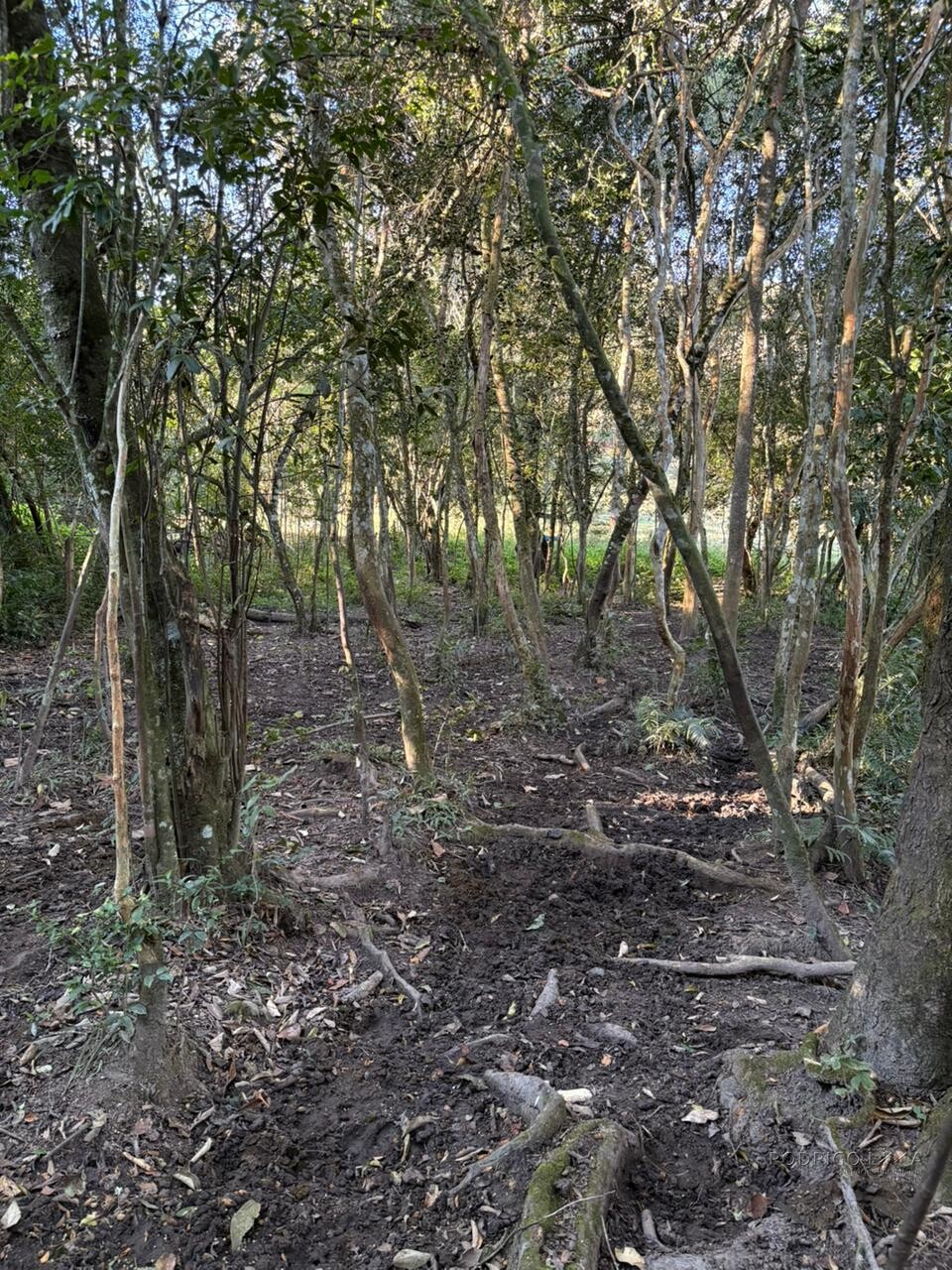 Área rural para venda em Dom Viçoso MG